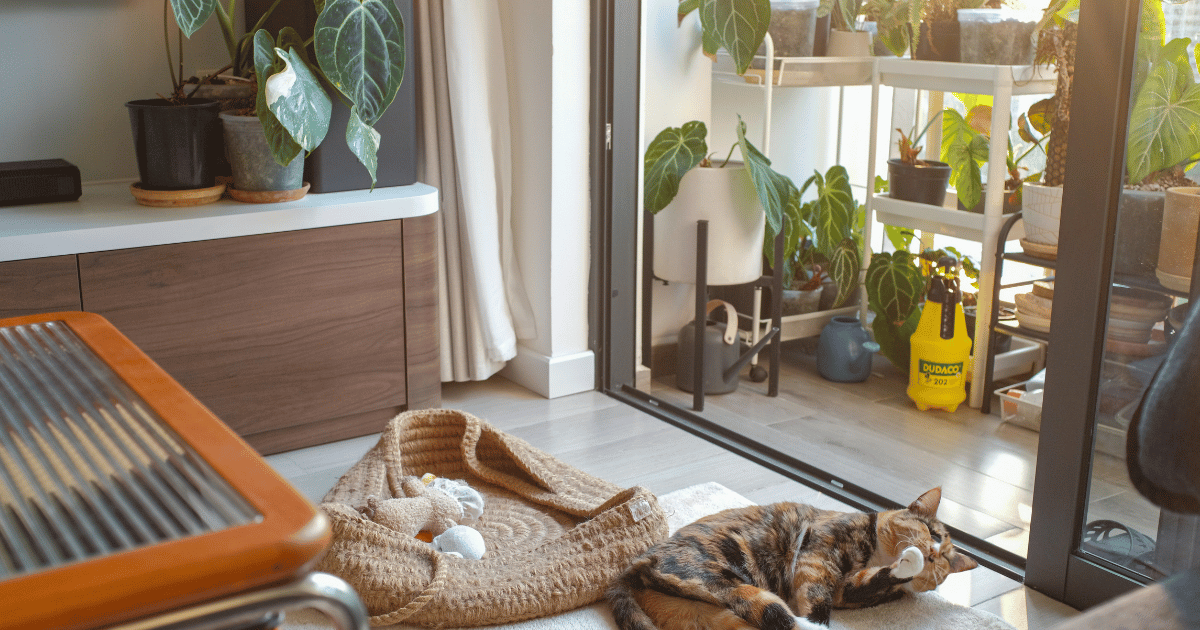 Designing a Pet-Friendly Patio Ideas for Outdoor Spaces